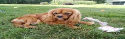 Cavalier King Charles Spaniel dogs for sale: Oli - Ad 1