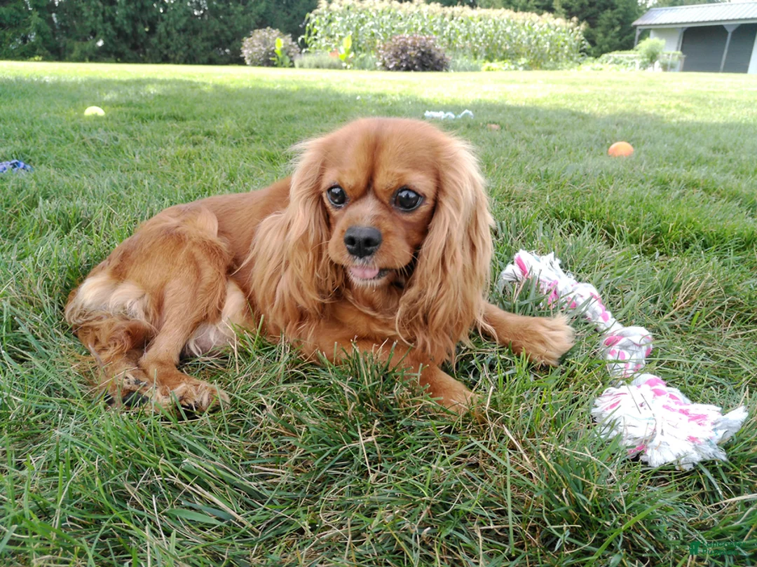 Cavalier King Charles Spaniel dogs for sale: Oli - Ad 1