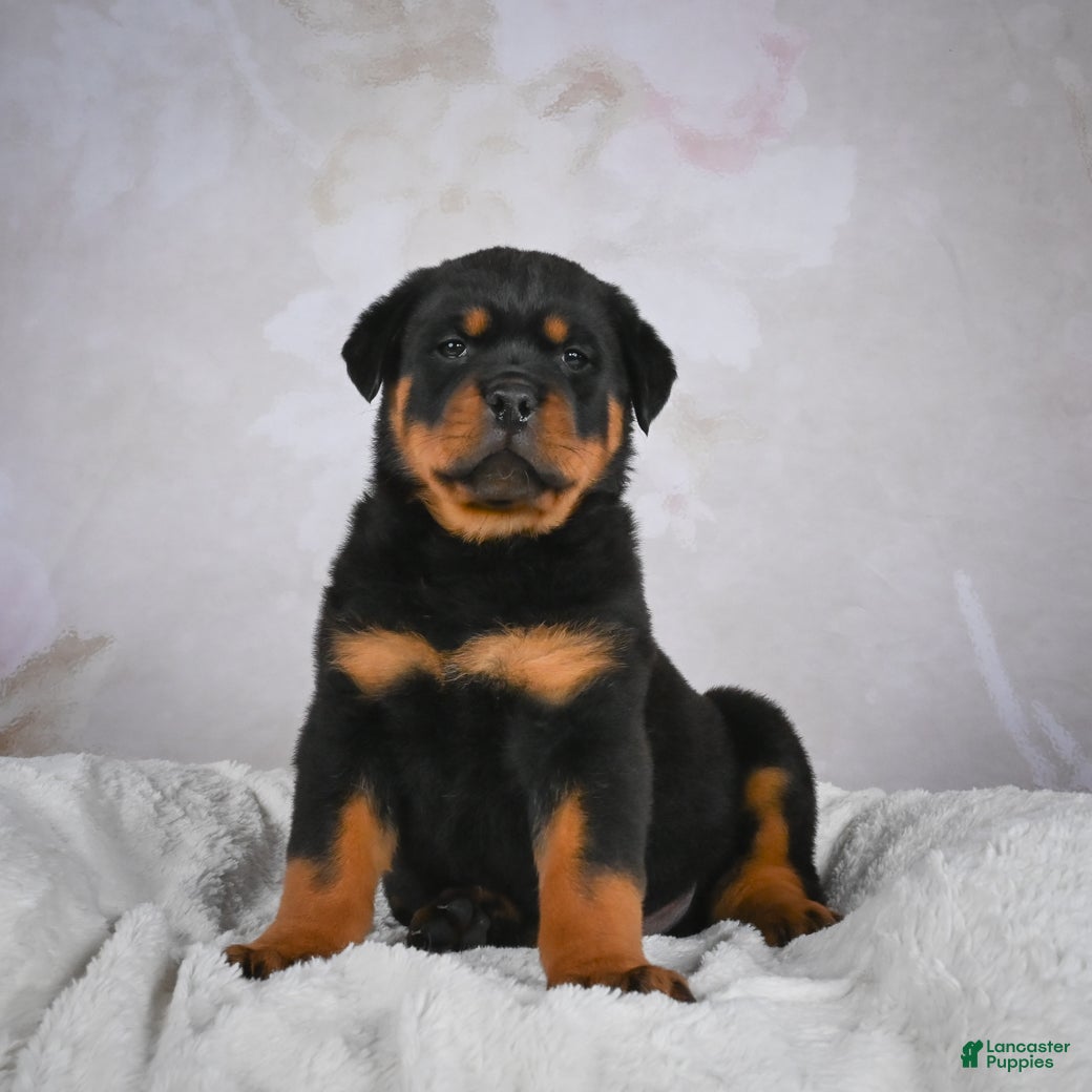 Rottweiler dogs Monarch - Ad 16