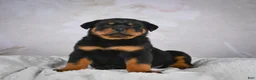 Rottweiler dogs for sale: Monarch - Ad 1