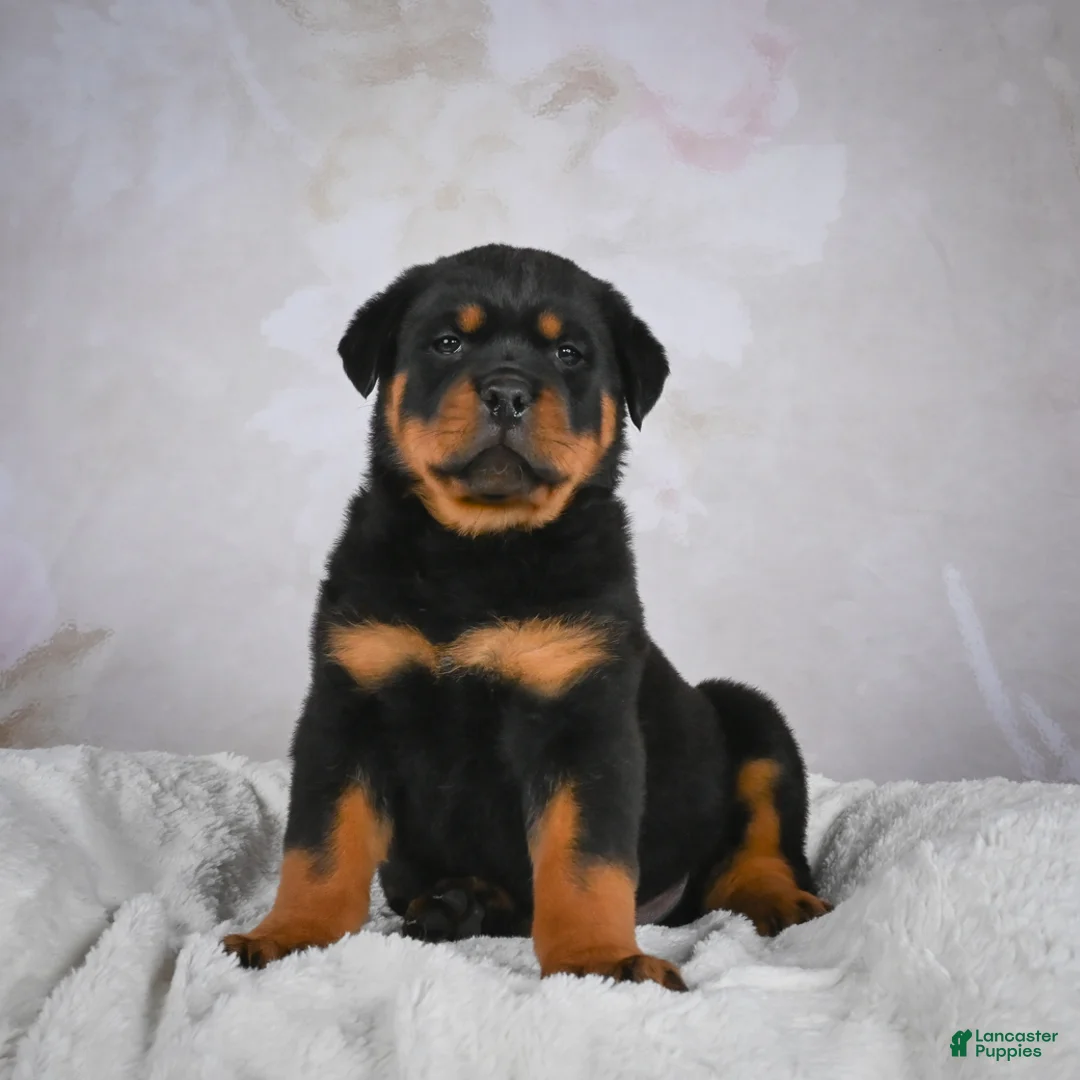 Rottweiler dogs for sale: Monarch - Ad 1