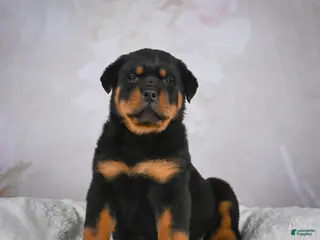 Rottweiler dogs Monarch - Ad 16