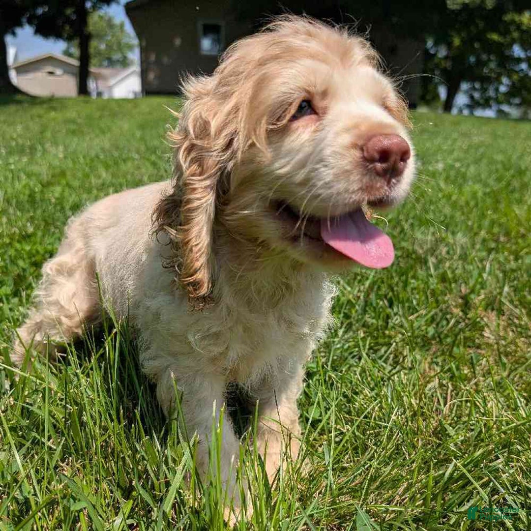 Cocker Spaniel dogs for sale: Gingham - Ad 7