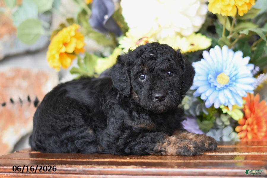 Mini Goldendoodle dogs Addie - Ad 1