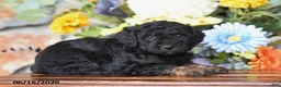 Mini Goldendoodle dogs for sale: Addie - Ad 1