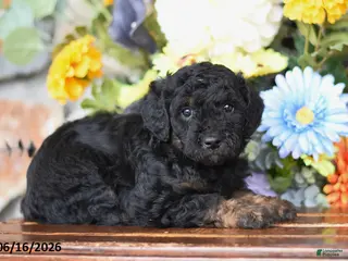 Mini Goldendoodle dogs for sale: Addie - Ad 3