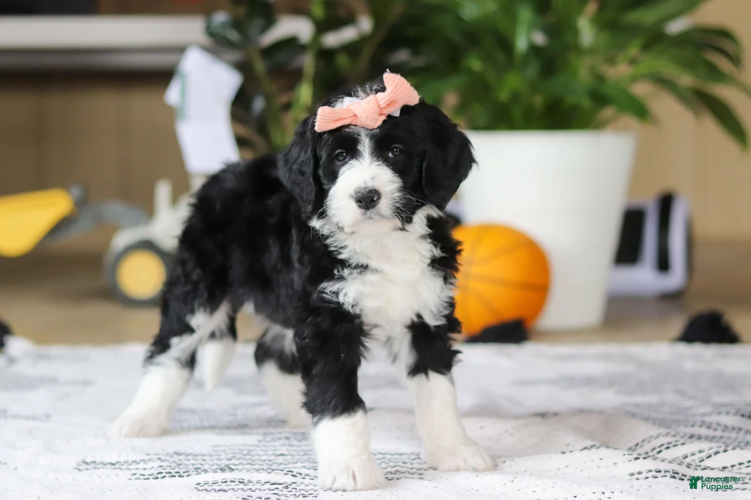 Bernedoodle dogs for sale: Julia - Ad 4