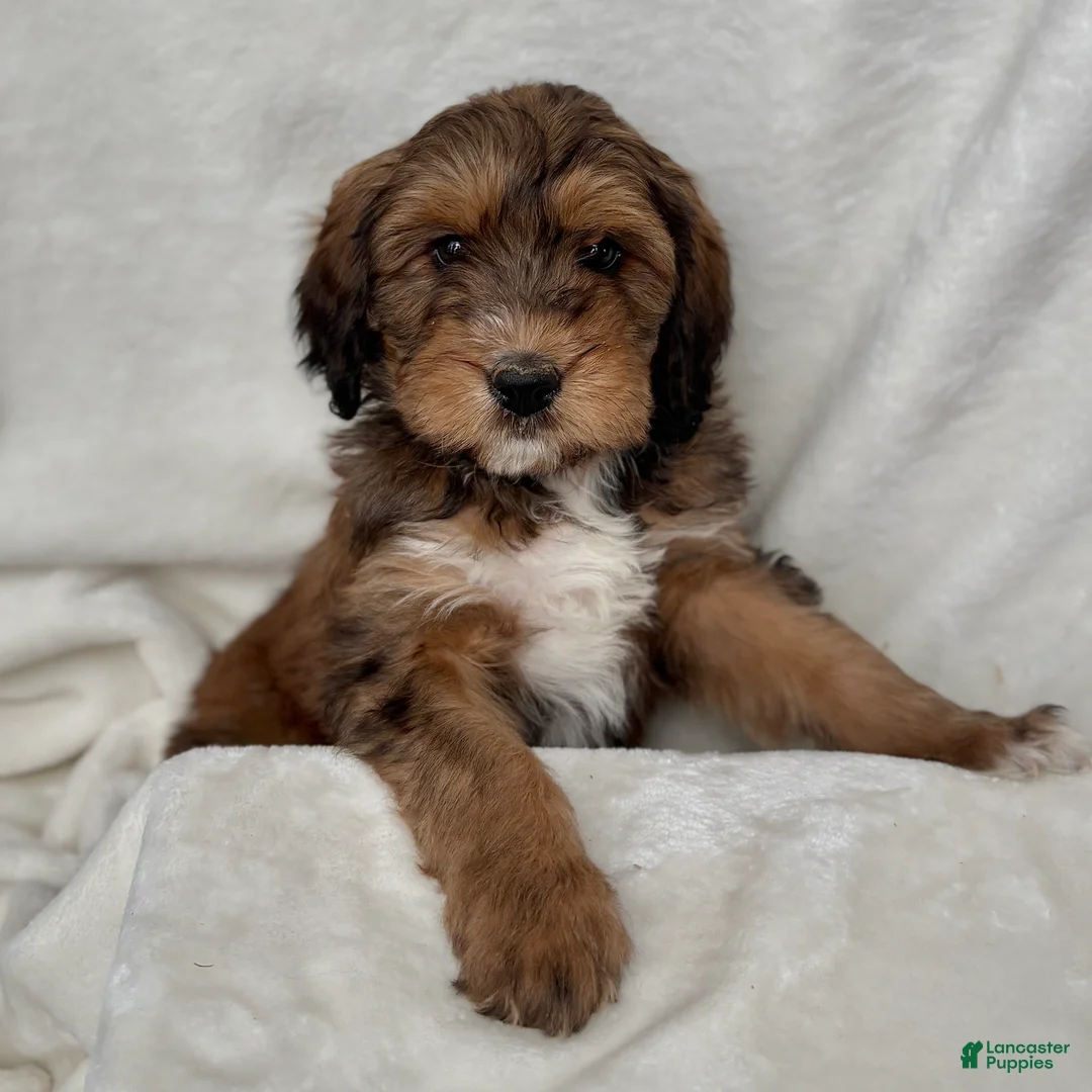 Bernedoodle dogs for sale: Max - Ad 1