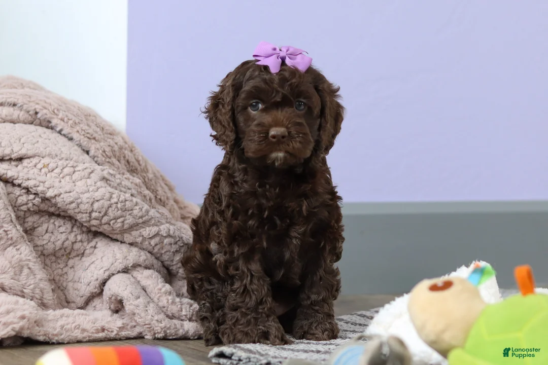 Cockapoo dogs for sale: Josie - Ad 6