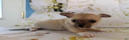 Chihuahua dogs for sale: Cody - Ad 2