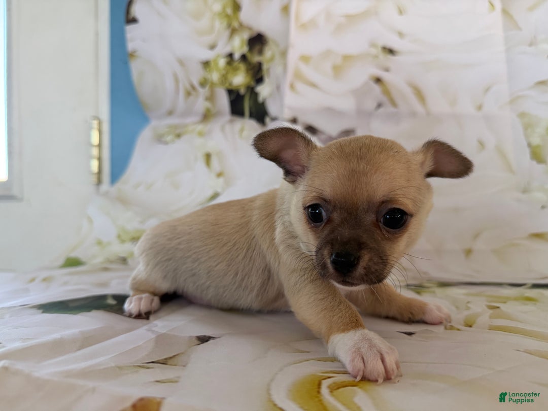 Chihuahua dogs for sale: Cody - Ad 2