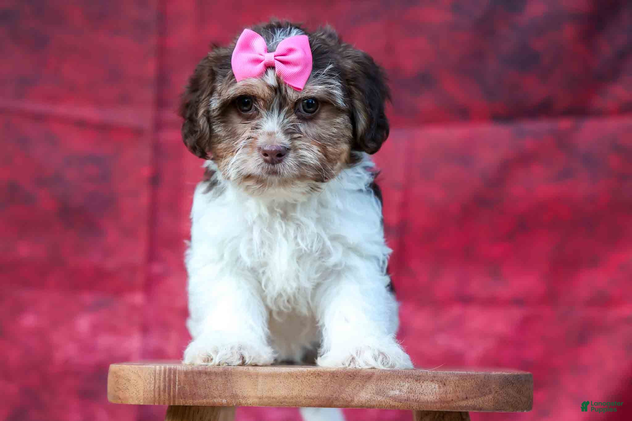 Teddy Bear dogs  Olive 🎀 - Ad 1
