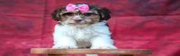Teddy Bear dogs for sale:  Olive 🎀 - Ad 1