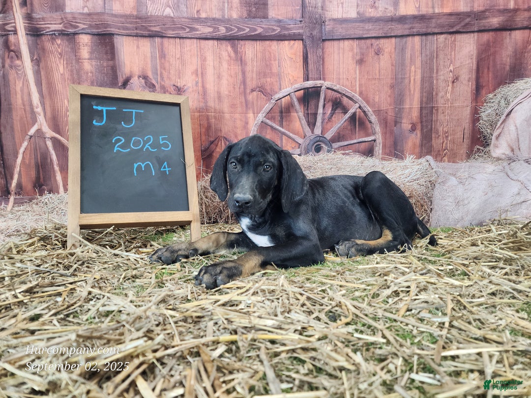 Catahoula Leopard Dog dogs for sale: JJ 2025 Male 4 - Ad 3