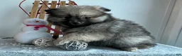 Pomeranian dogs for sale: Sammy - Ad 3