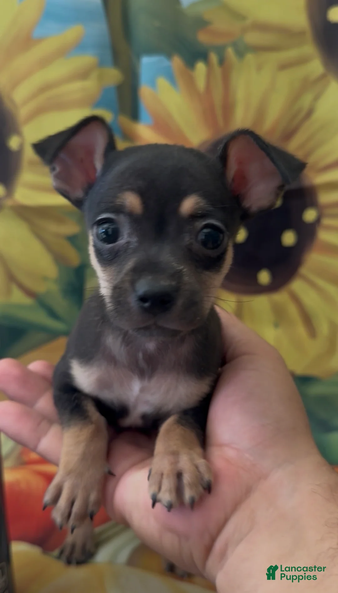 Chihuahua dogs for sale: Chihuahua 1 - Ad 2
