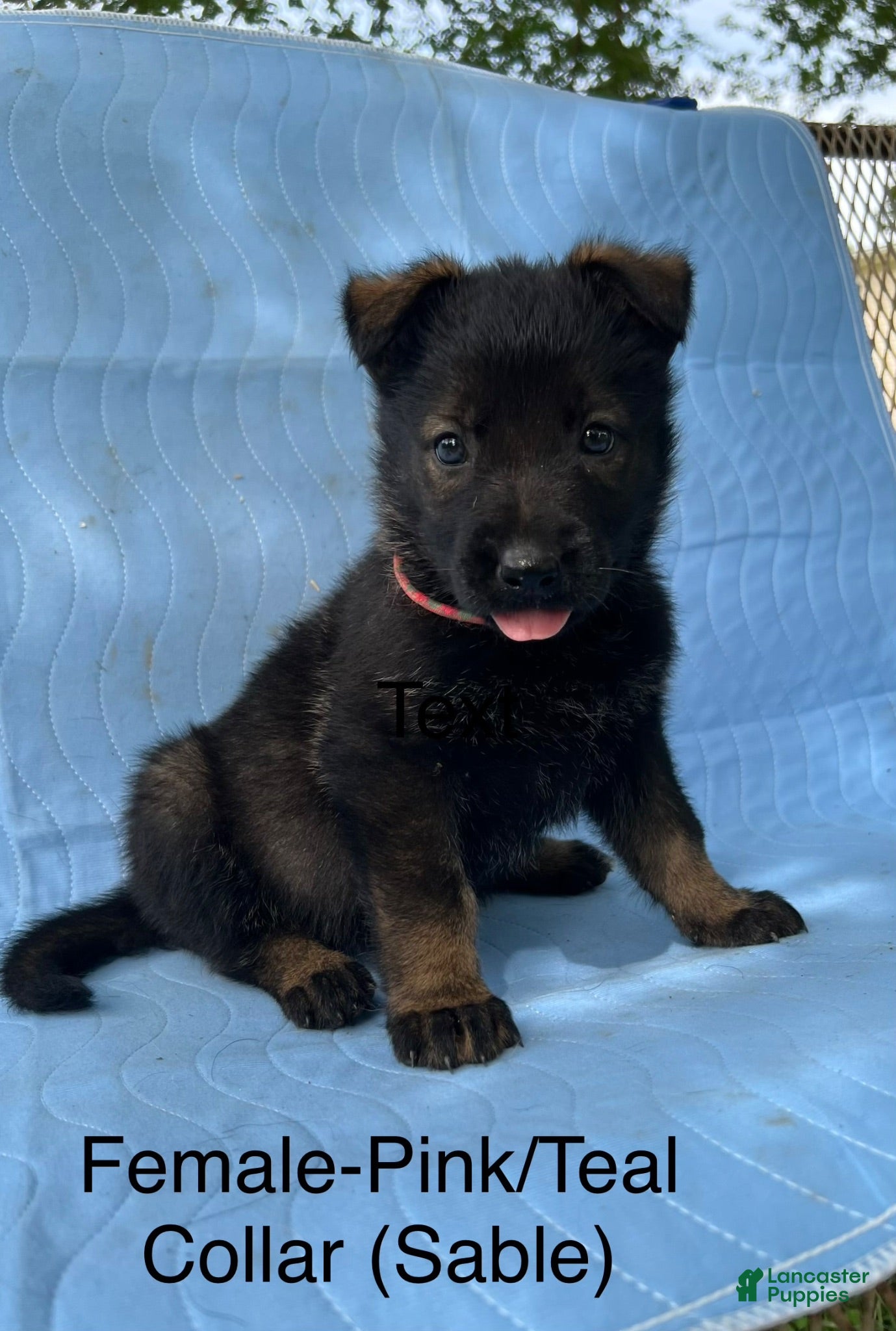 German Shepherd dogs German Shepherd Puppy 7 - Ad 39