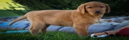 Labrador Retriever dogs for sale: NELLY - Ad 3