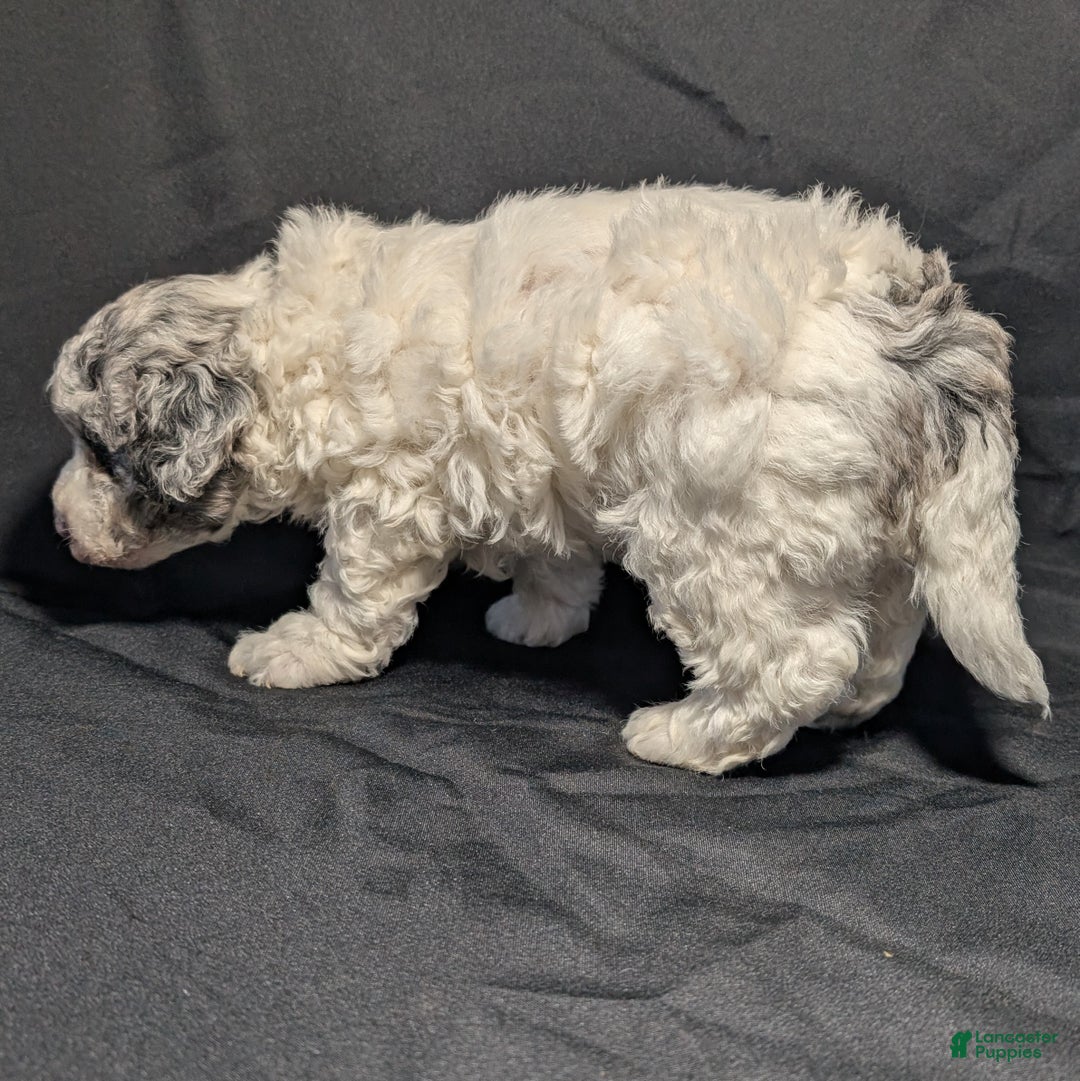 Mixed Breed dogs for sale: Lonnie  - Ad 2