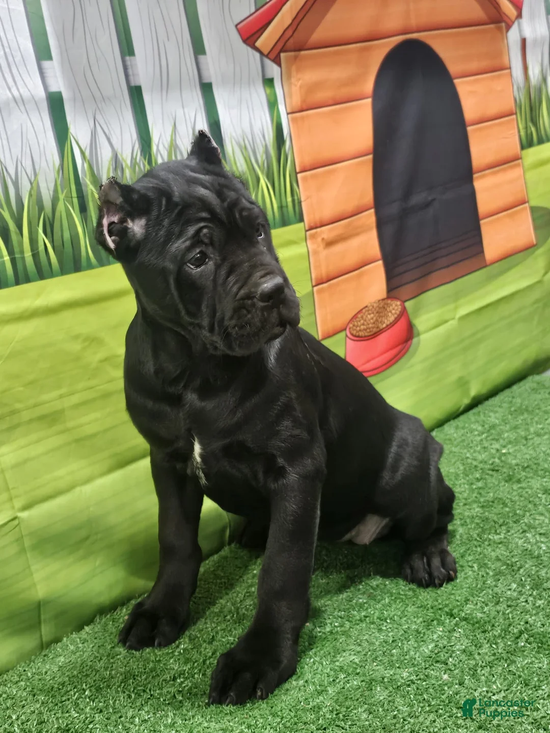 Cane Corso dogs for sale: GIZZEL - Ad 4