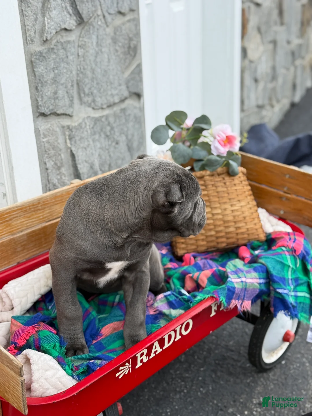 Cane Corso dogs for sale: Blossom - Ad 7