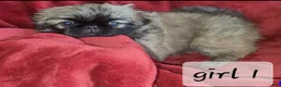 Pekingese dogs for sale: Pekingese 4 - Ad 3