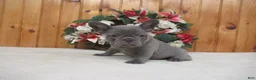 French Bulldog dogs for sale: AKC Sage - Ad 2