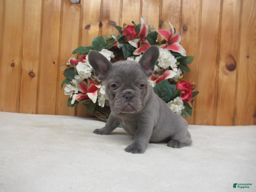 French Bulldog dogs for sale: AKC Sage - Ad 2
