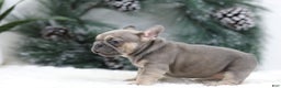 French Bulldog dogs for sale: Malory - Ad 6