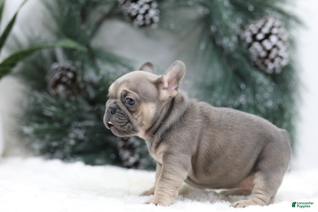 French Bulldog dogs for sale: Malory - Ad 6