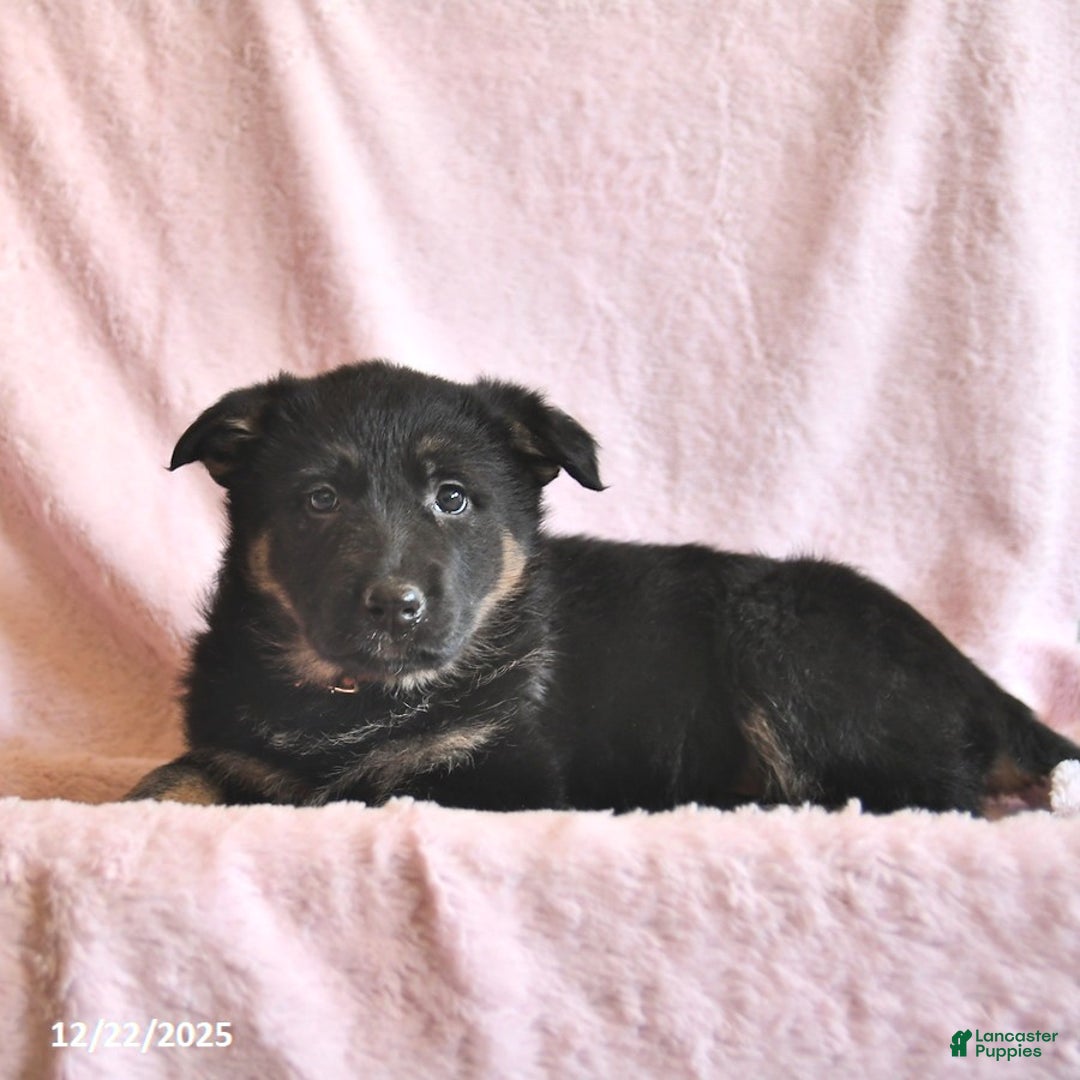 German Shepherd dogs for sale: Buttercup  - Ad 2