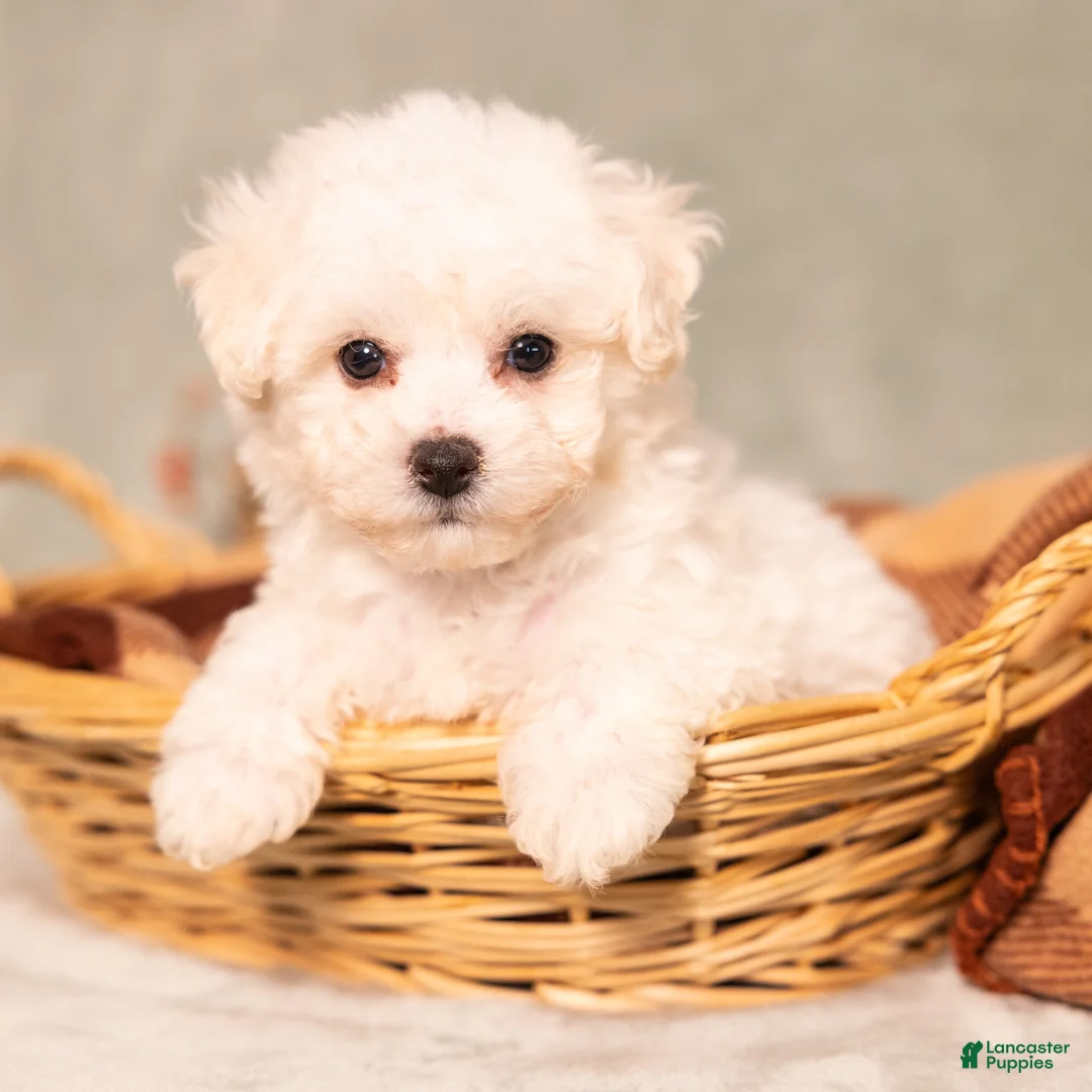 Bichon Frise dogs for sale: Quie - Ad 1