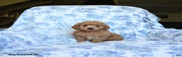 Labradoodle dogs for sale: Calvin - Ad 1