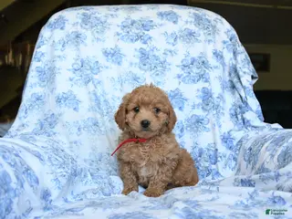 Labradoodle dogs for sale: Calvin - Ad 1