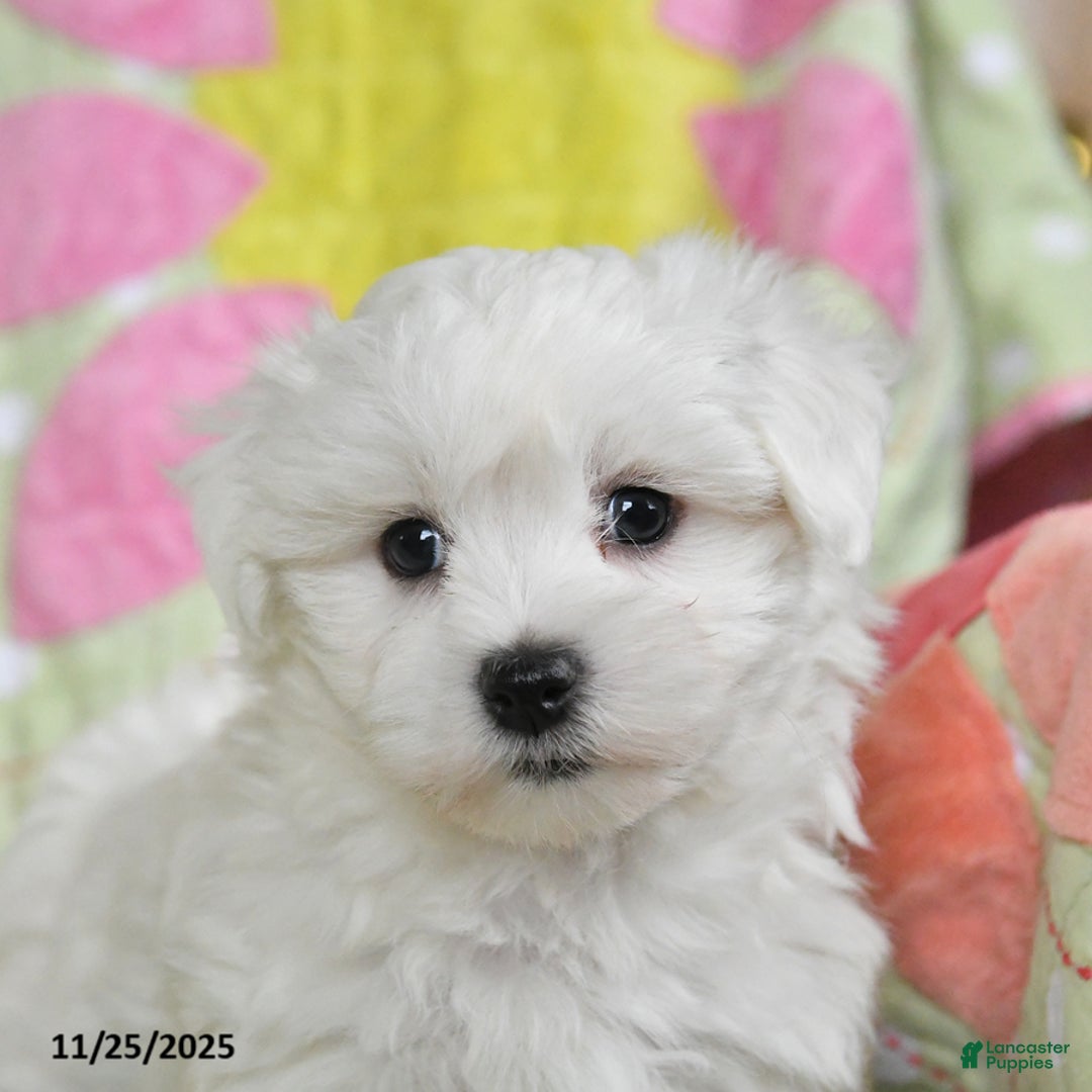 Maltese dogs for sale: Gordon - Ad 3