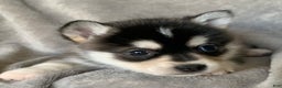 Alaskan Klee Kai dogs for sale: Tiny 2 lbs Cutie~ PEBBLE~!!! - Ad 4