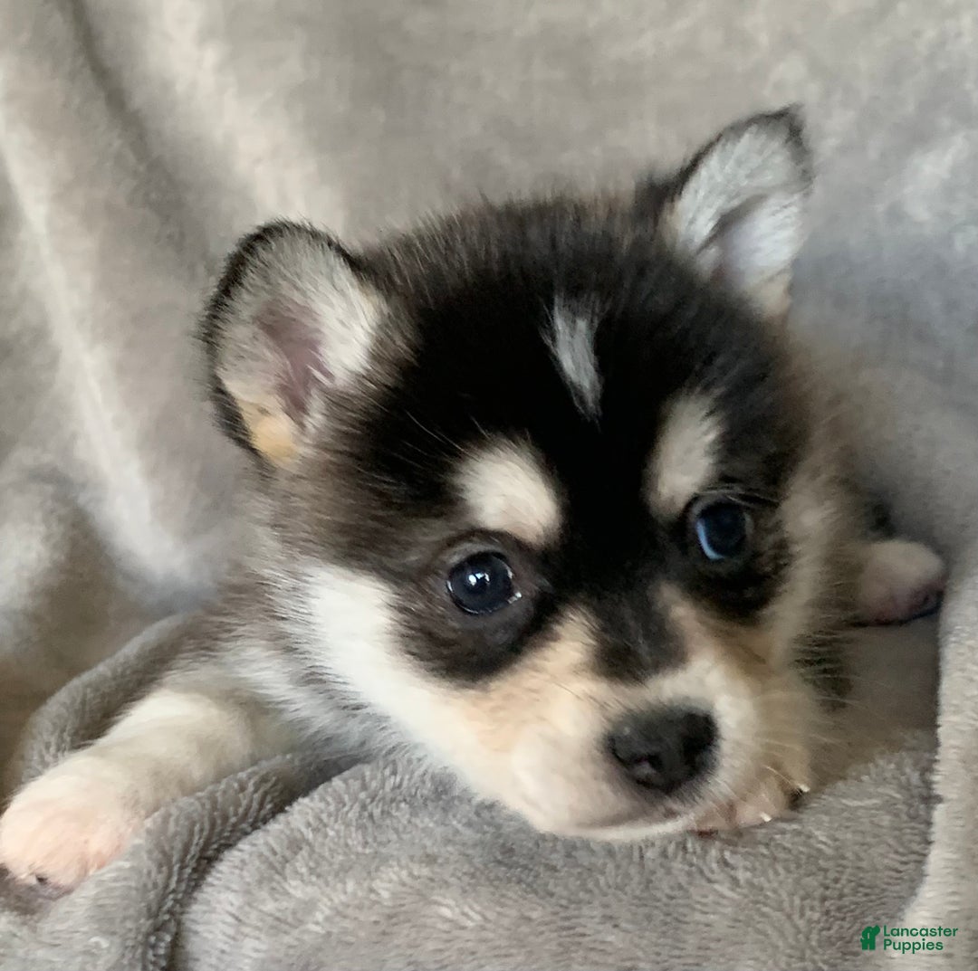 Alaskan Klee Kai dogs for sale: Tiny 2 lbs Cutie~ PEBBLE~!!! - Ad 4