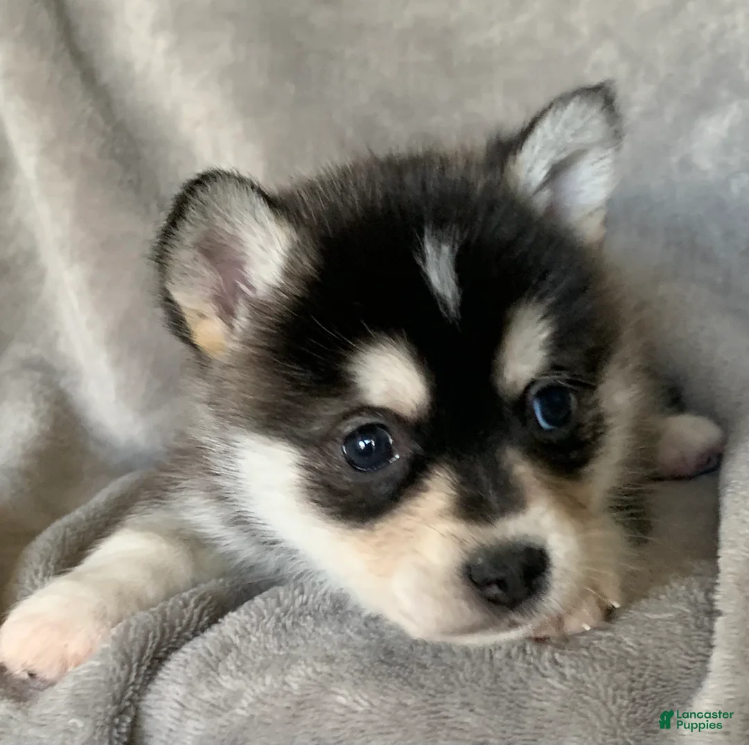 Alaskan Klee Kai dogs for sale: Tiny 2 lbs Cutie~ PEBBLE~!!! - Ad 4