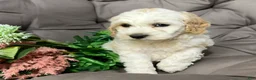 Cockapoo dogs for sale: Benji  - Ad 5