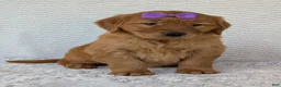 Golden Retriever dogs for sale: Miss Summer  - Ad 21