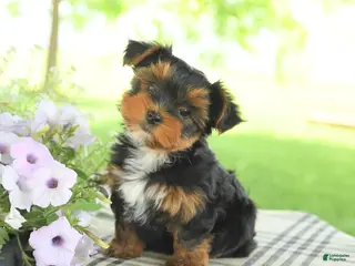 Yorkshire Terrier dogs for sale: Hailey - Ad 3