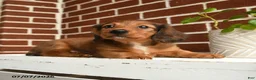 Dachshund dogs for sale: Cooper - Ad 5