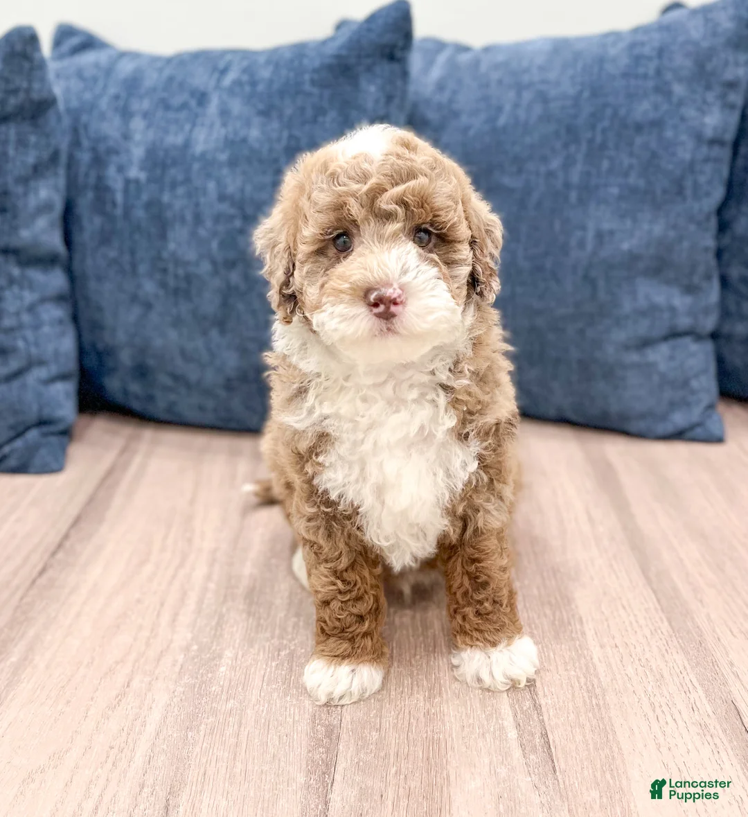 Mini Goldendoodle dogs for sale: Kai - Ad 1