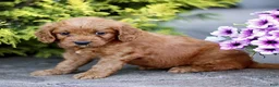 Mini Goldendoodle dogs for sale: Kya  - Ad 4