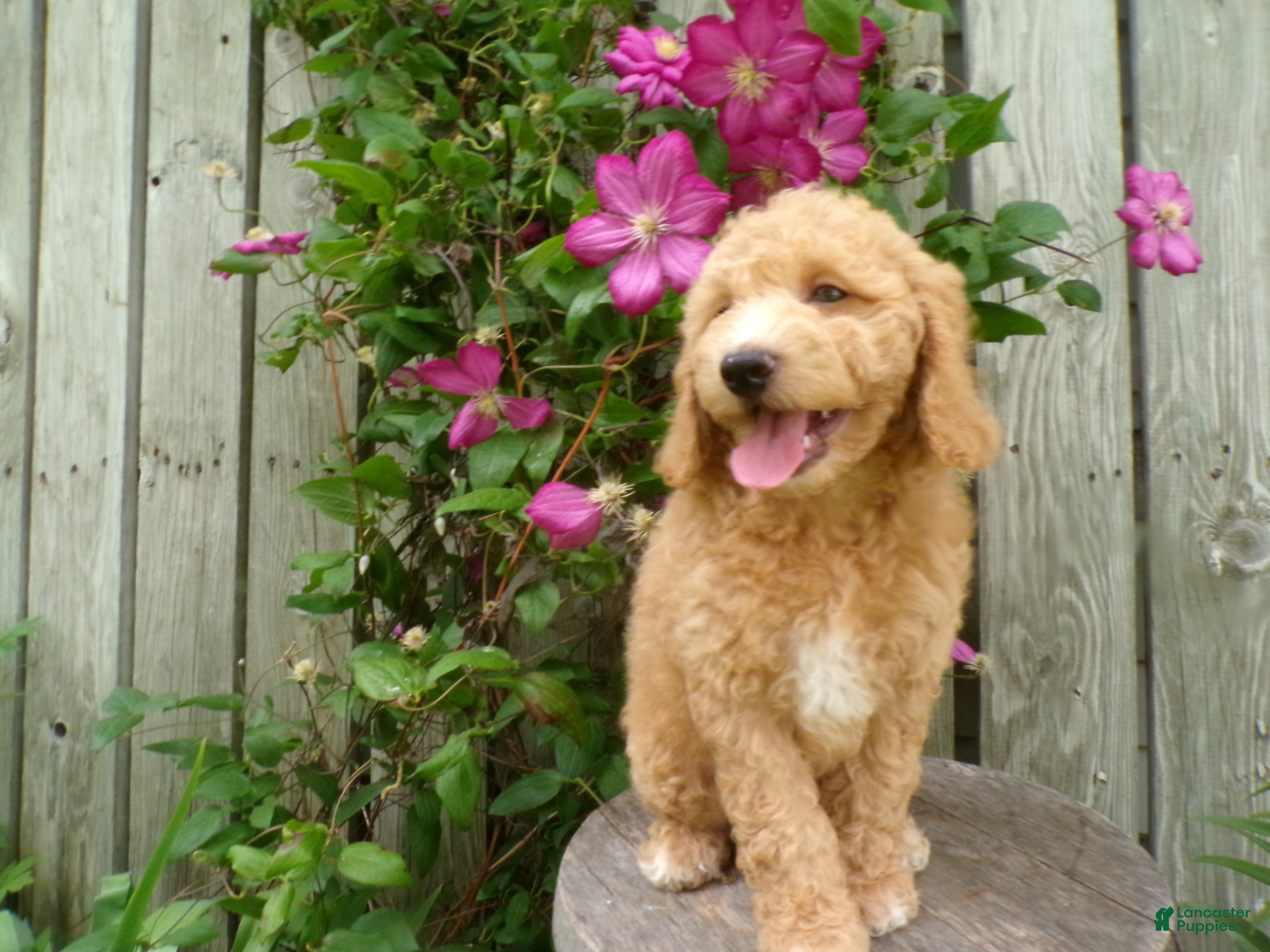 Cockapoo dogs Chandler - Ad 1