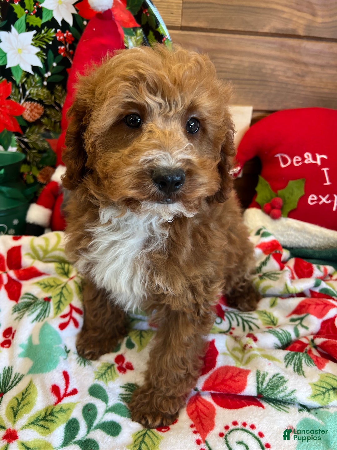 Mini Goldendoodle dogs for sale: Jolly - Ad 2
