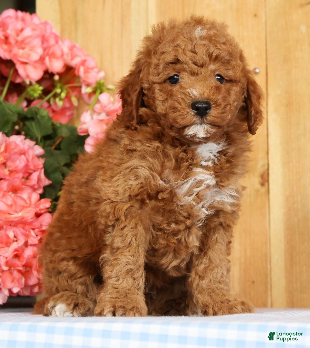 Mini Goldendoodle dogs Buster - Ad 2