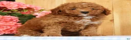 Mini Goldendoodle dogs for sale: Buster - Ad 2