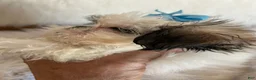 Shih Tzu dogs for sale: Shih Tzu Male 1 - Ad 1