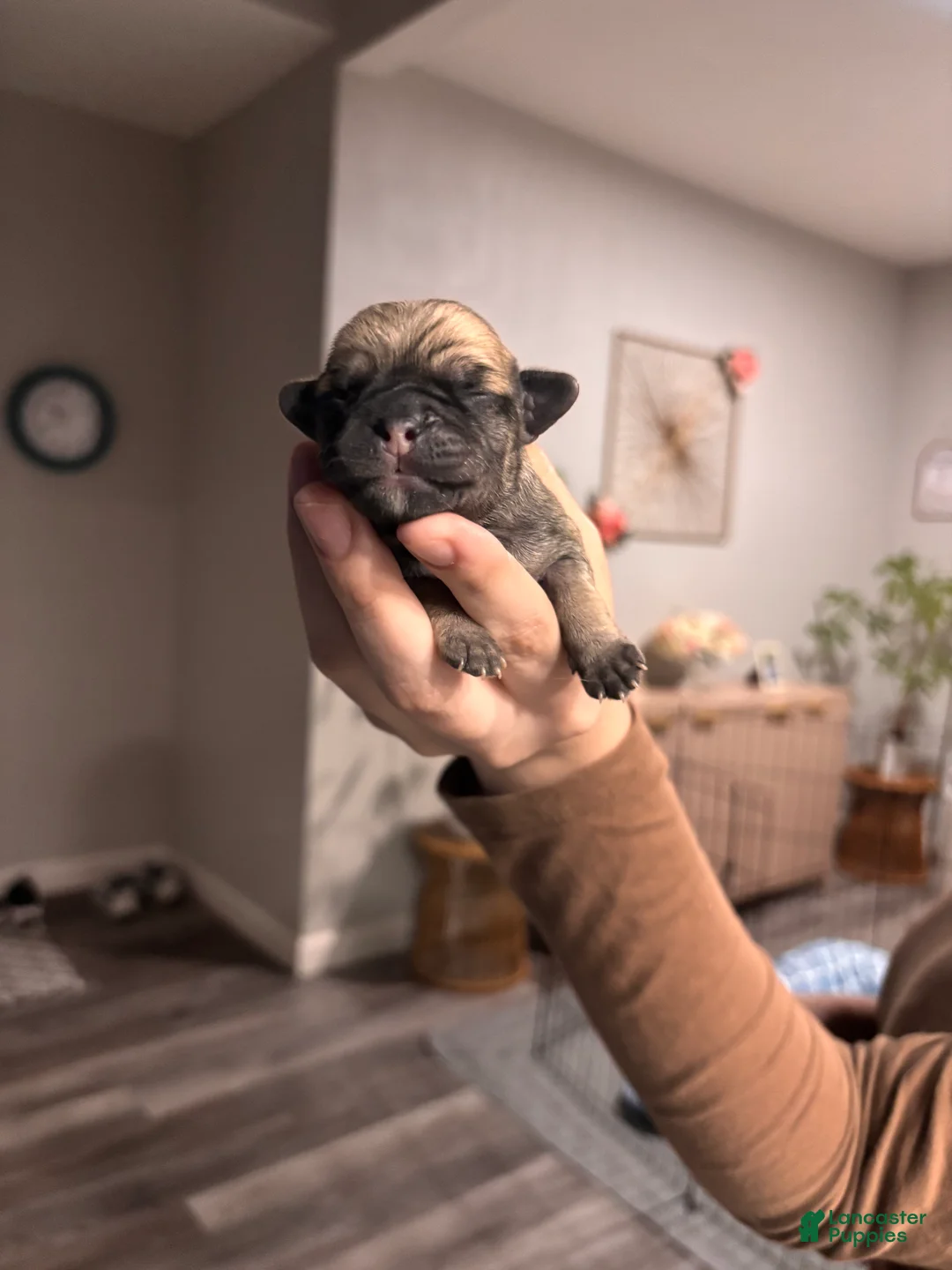 Mixed Breed dogs for sale: Mixed Breed Puppy 7 - Ad 1